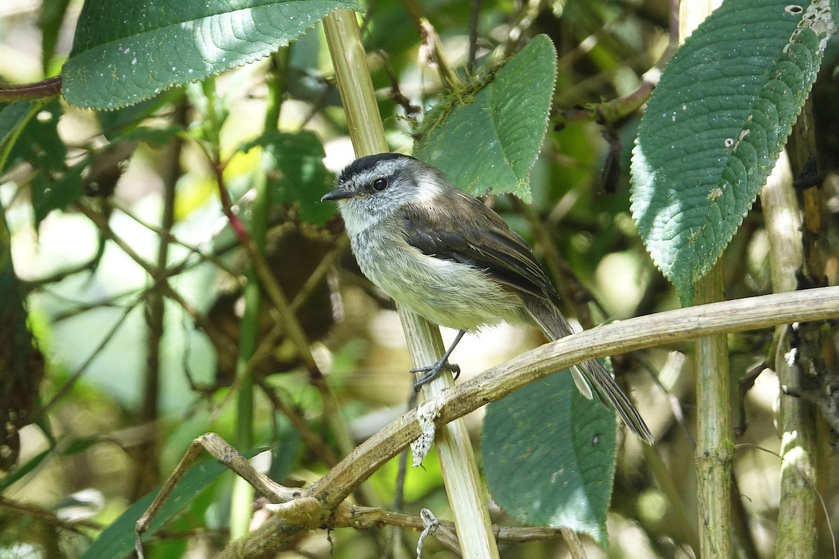 Çizgisiz Tiranulet - ML645173391