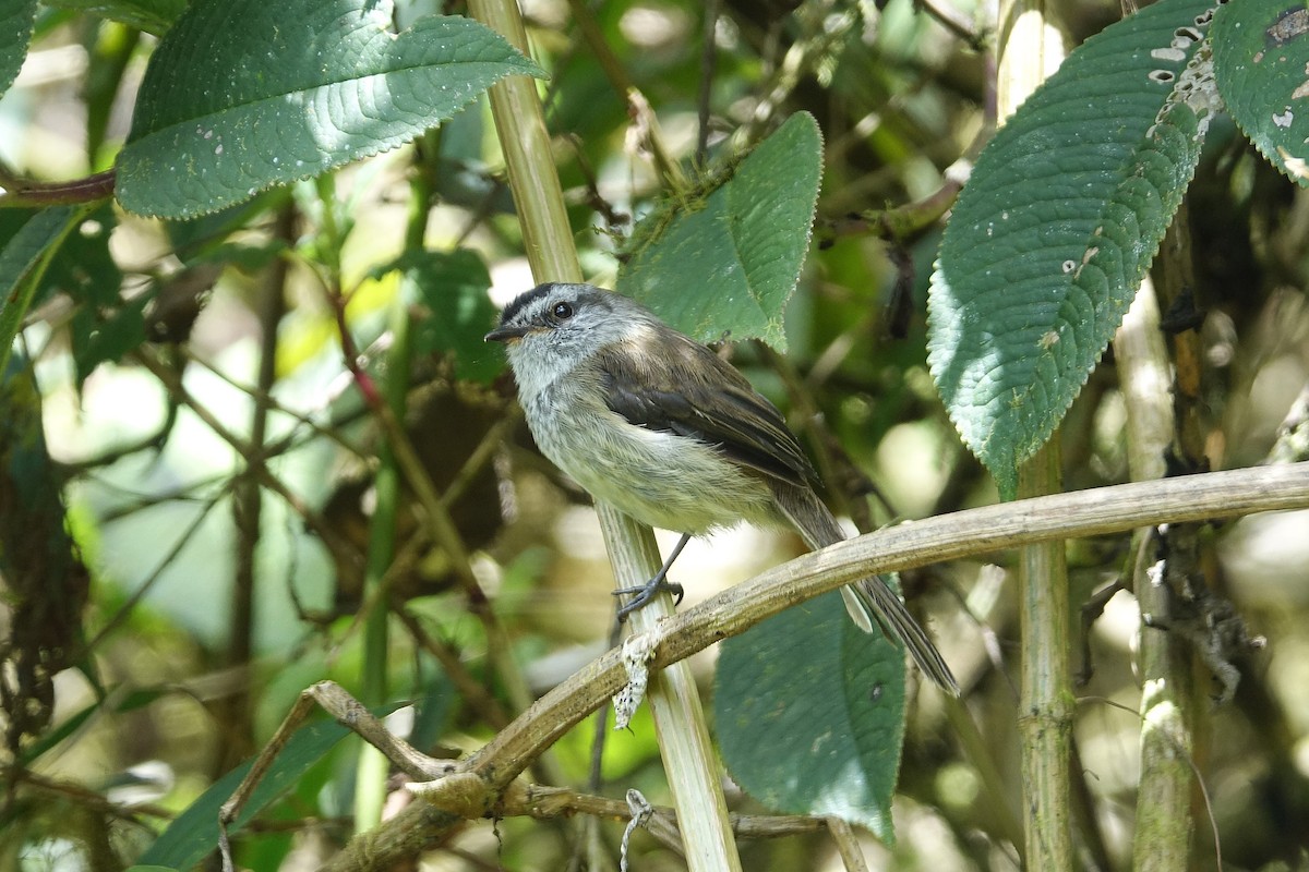 Çizgisiz Tiranulet - ML645173392