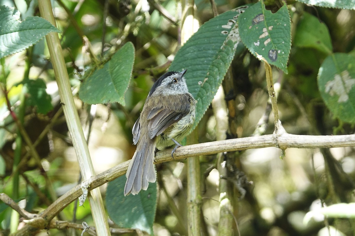 Çizgisiz Tiranulet - ML645173393