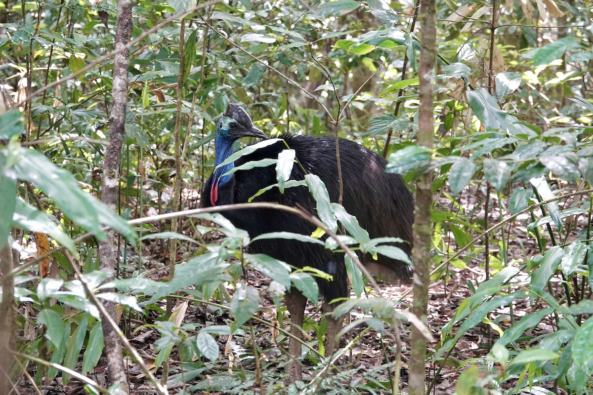 Güneyli Kasuari - ML645173400