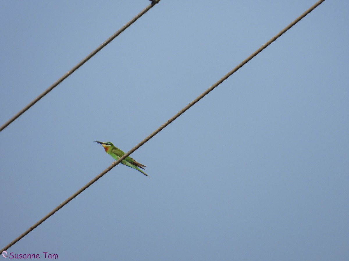 Blue-cheeked Bee-eater - ML645173423