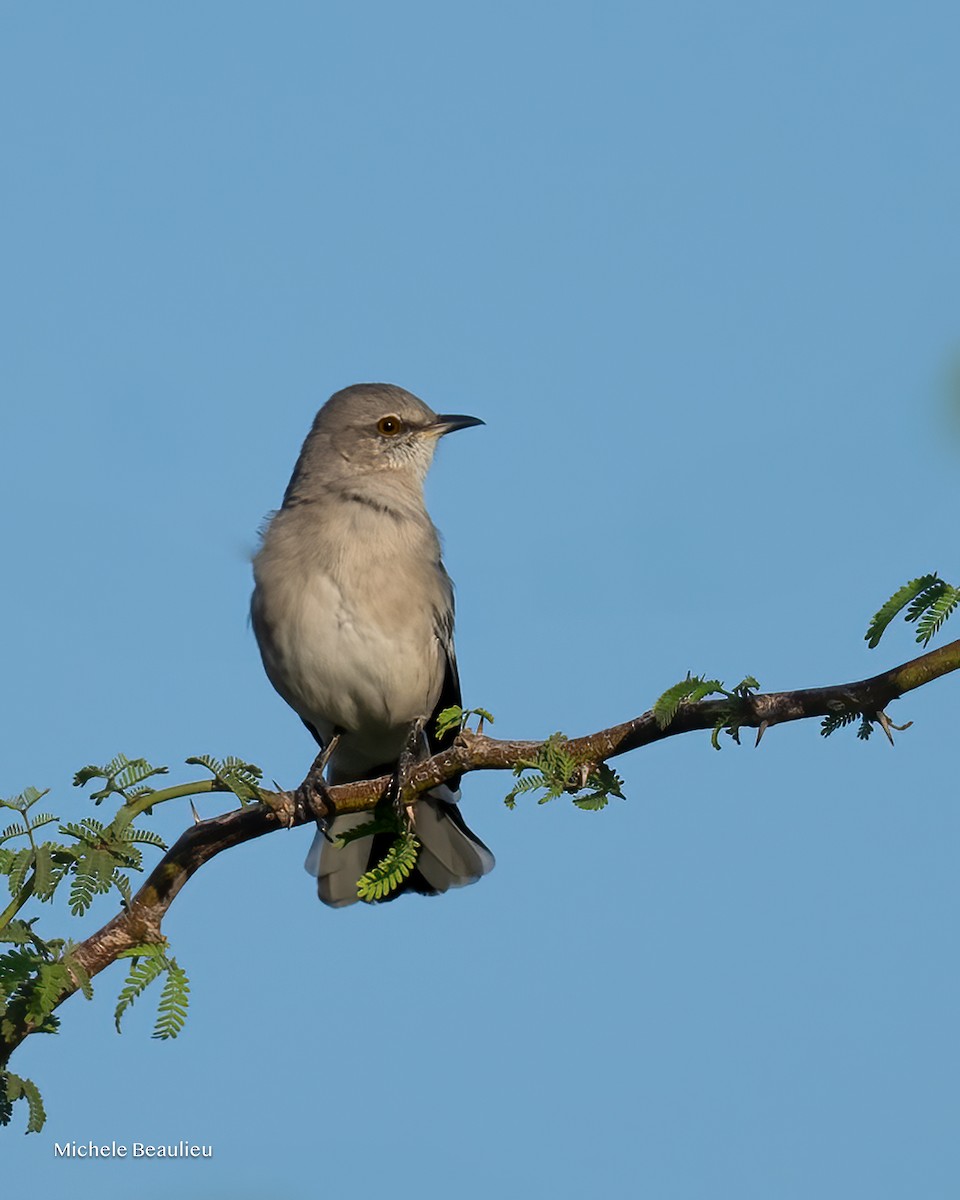 Пересмішник багатоголосий - ML645173430
