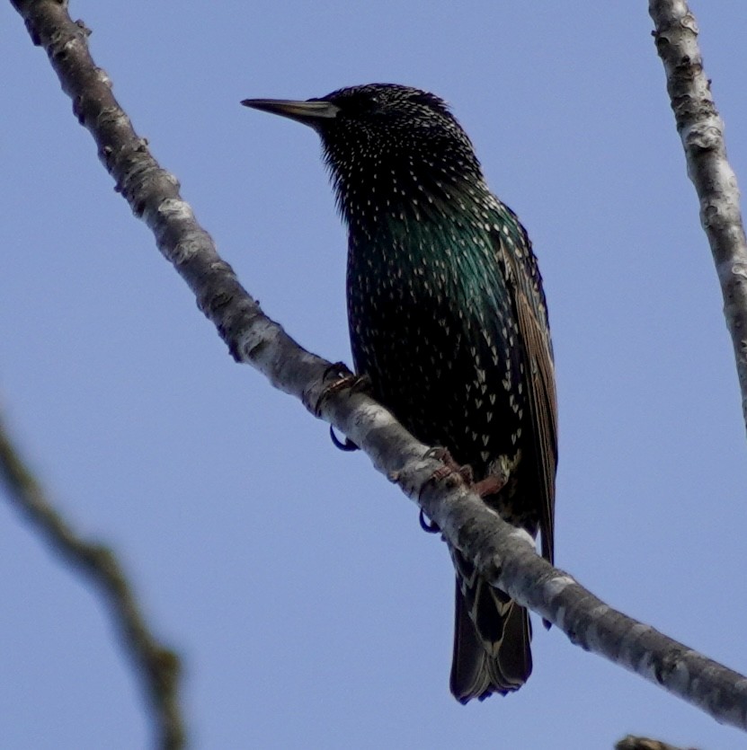 European Starling - ML645173435