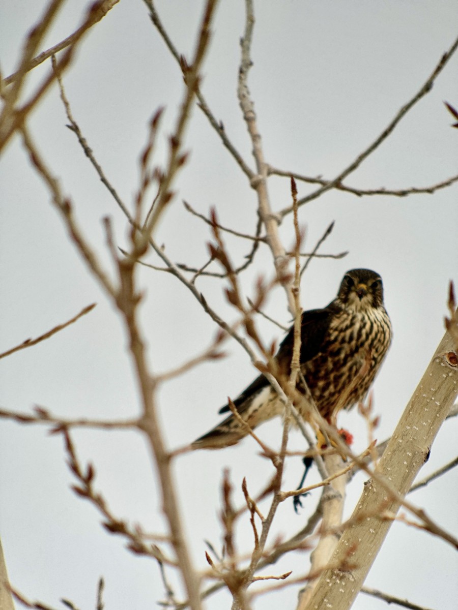 灰背隼 - ML645173437