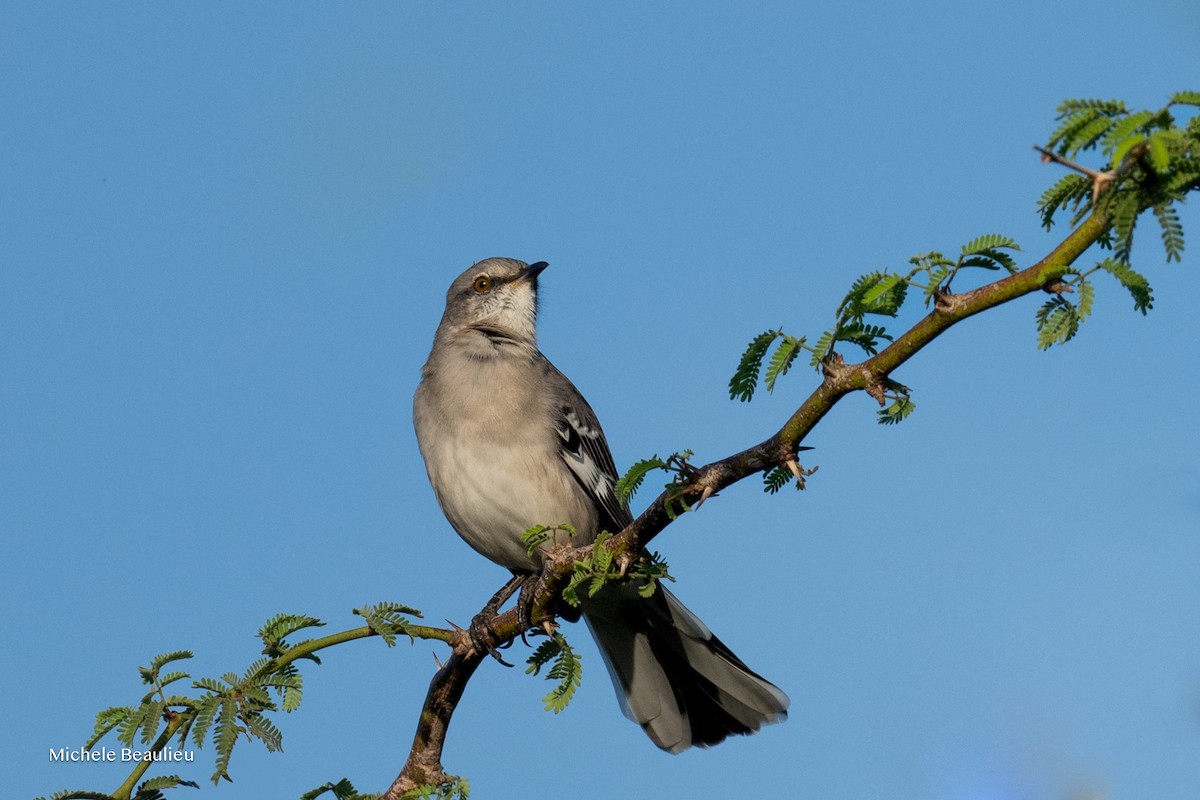 Пересмішник багатоголосий - ML645173439