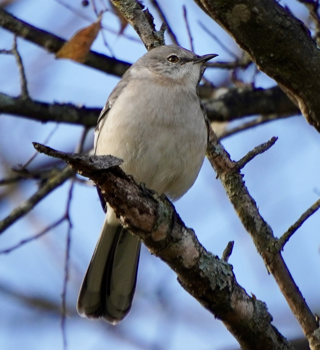 Пересмішник багатоголосий - ML645173444