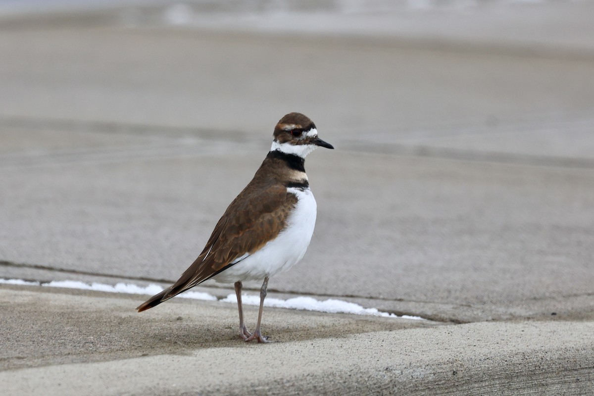 Killdeer - ML645173450