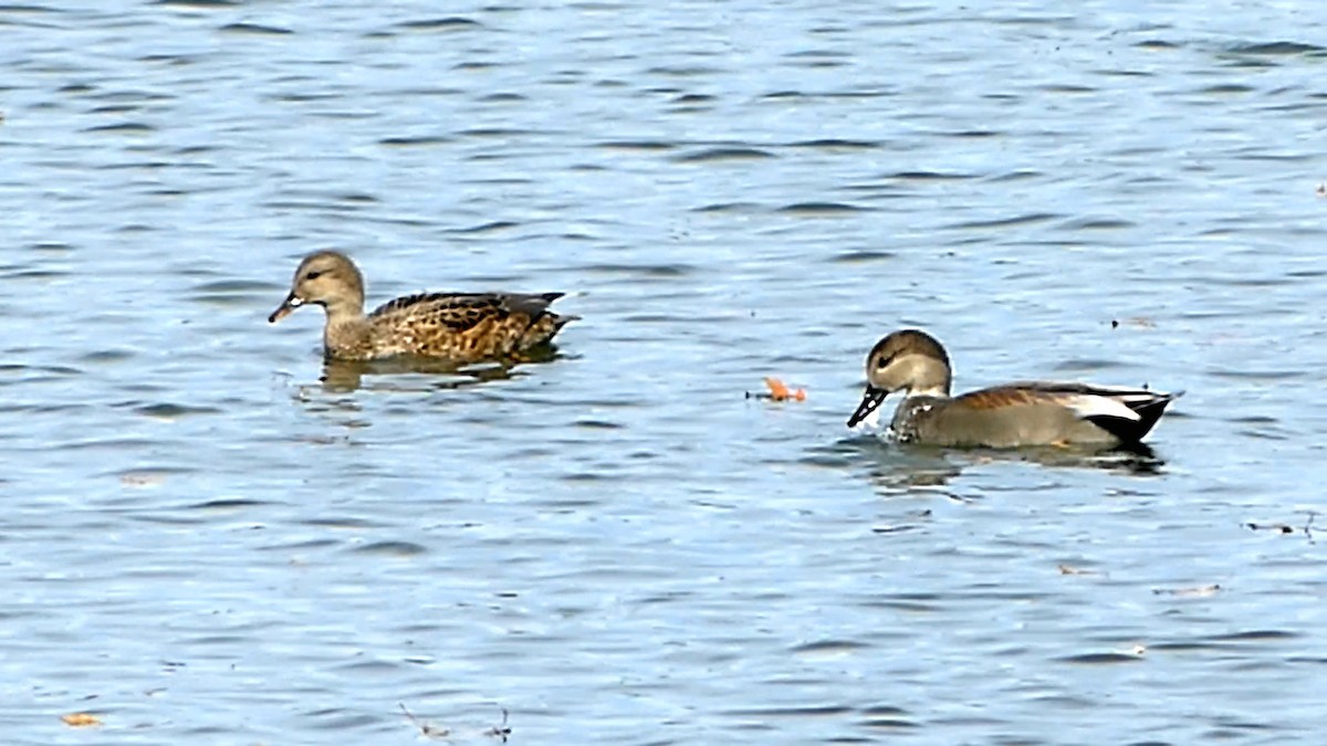 Ánade Friso - ML645173451