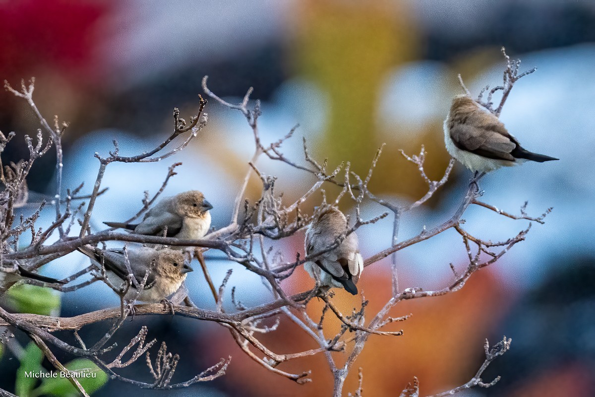 African Silverbill - ML645173457