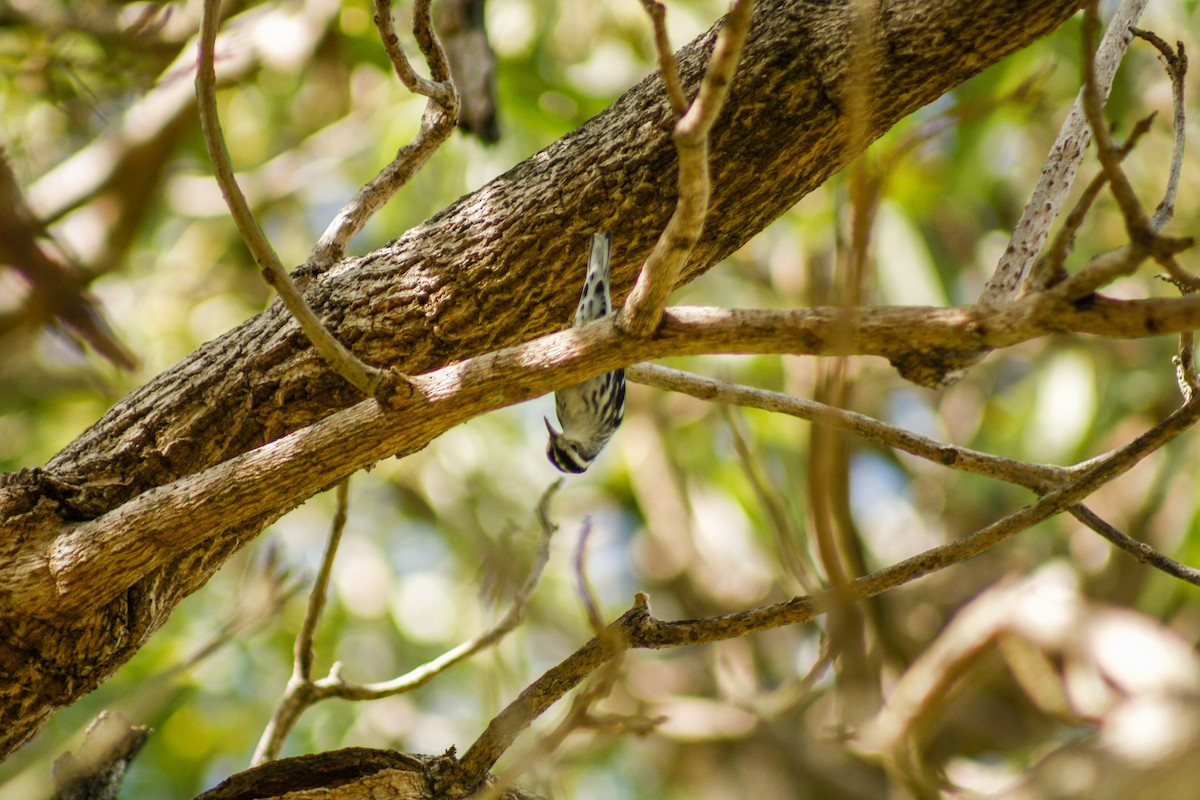 Black-and-white Warbler - ML645173462
