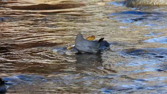 American Dipper - ML645173472