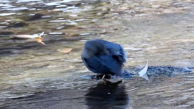 American Dipper - ML645173477