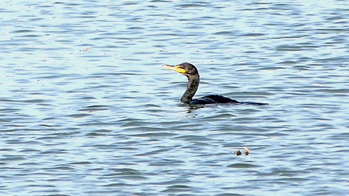 totoppskarv - ML645173486