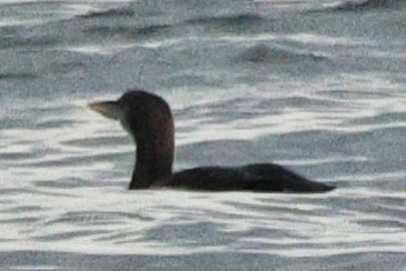 Strolaga beccogiallo - ML645173493