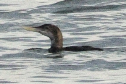 Strolaga beccogiallo - ML645173494