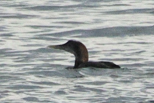 Strolaga beccogiallo - ML645173495