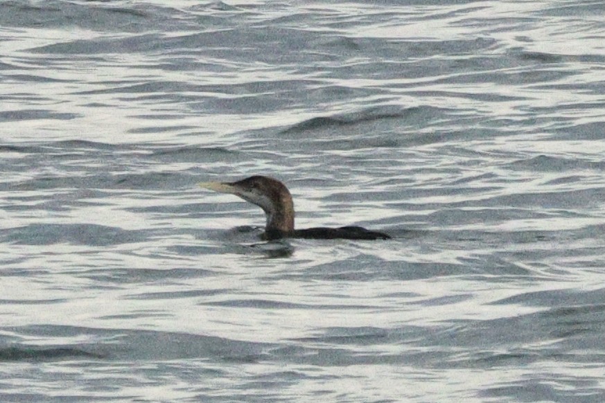 Strolaga beccogiallo - ML645173496