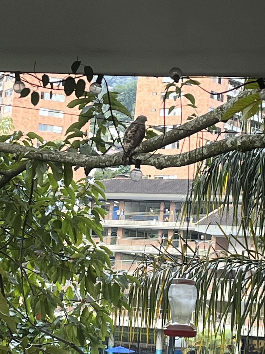 Broad-winged Hawk - ML645173497