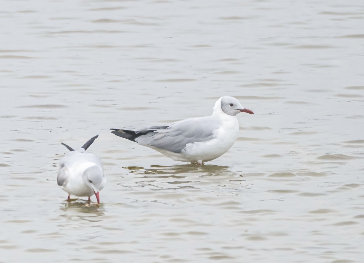 Мартин сіроголовий - ML645173503