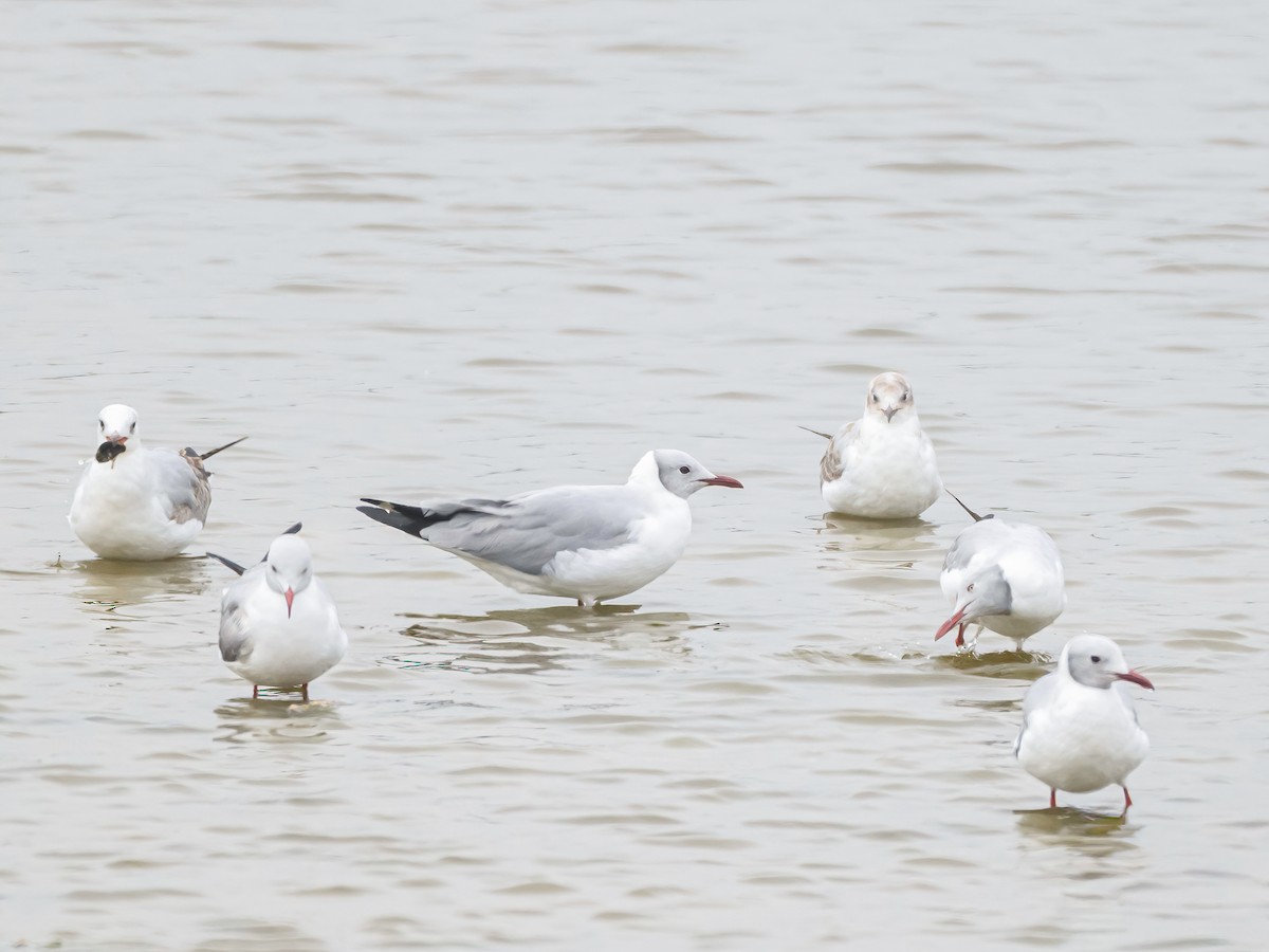 Мартин сіроголовий - ML645173504