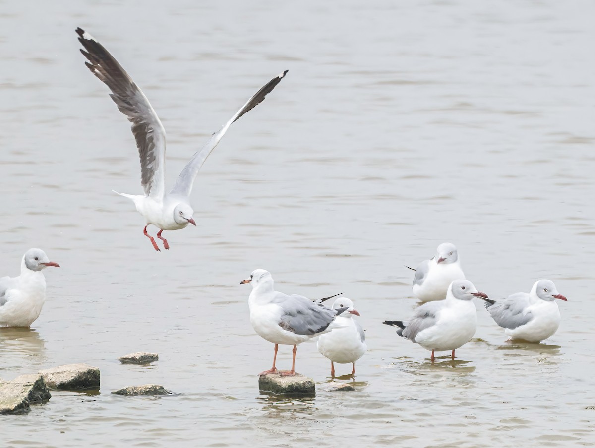 Мартин сіроголовий - ML645173505