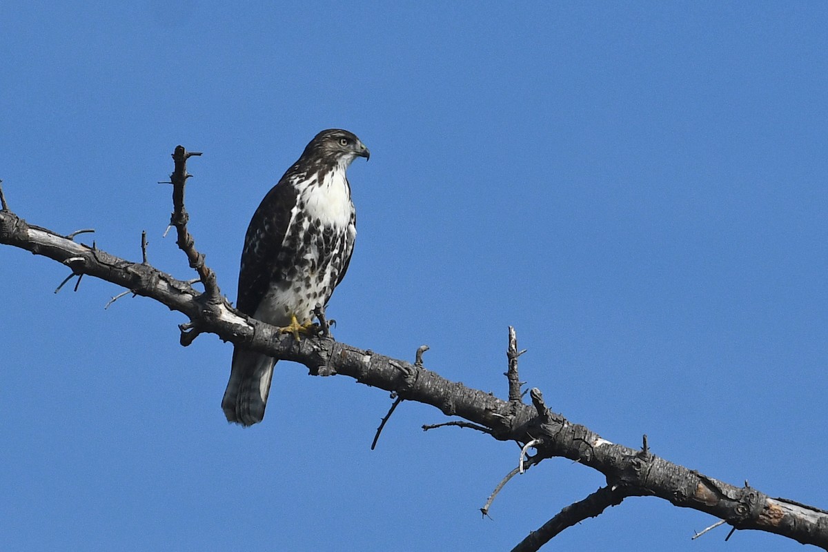 Red-tailed Hawk - ML645173525