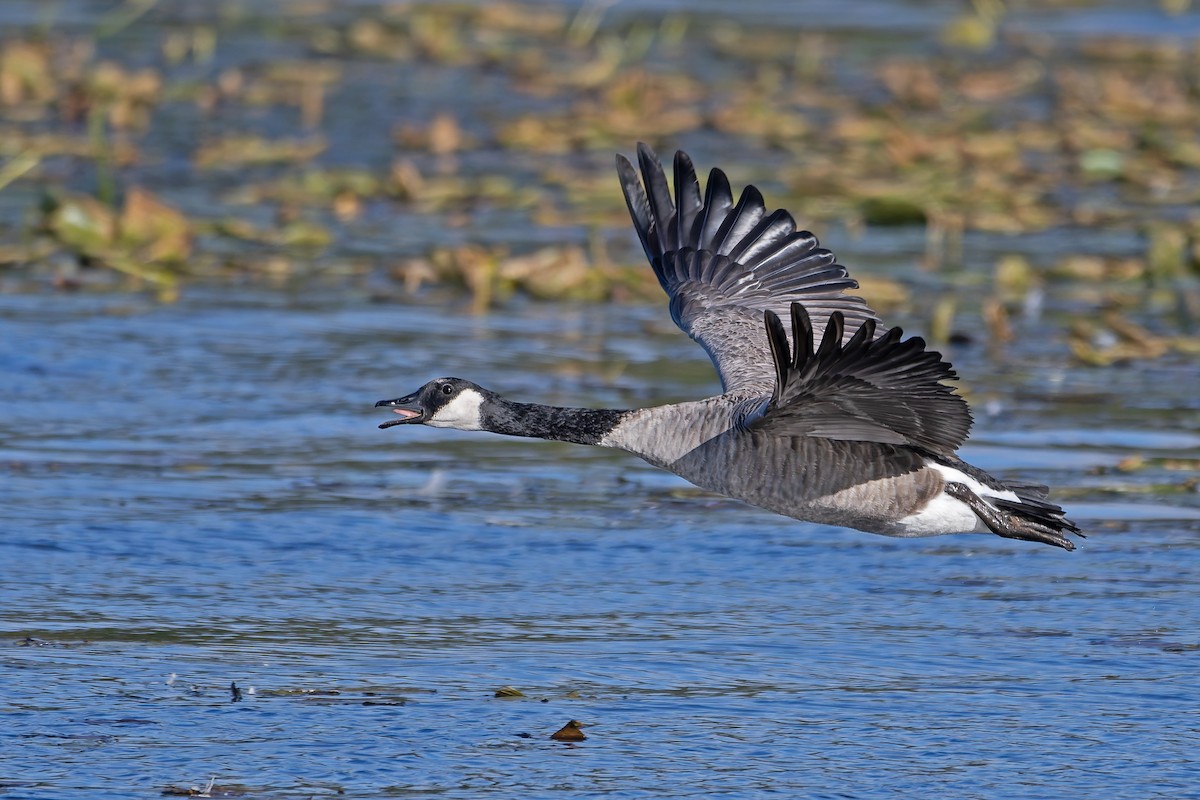 Canada Goose - ML645173553
