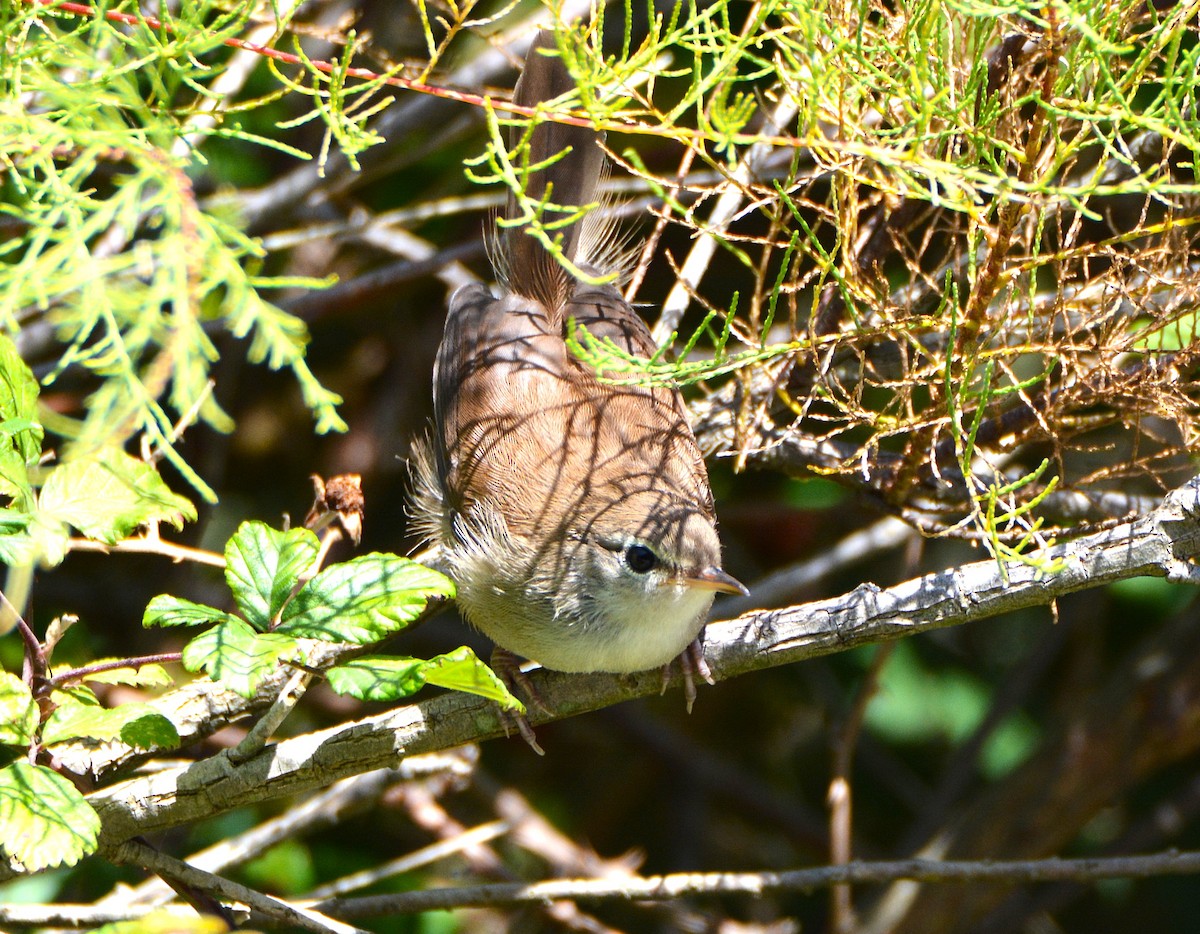 Cetti's Warbler - ML645173559