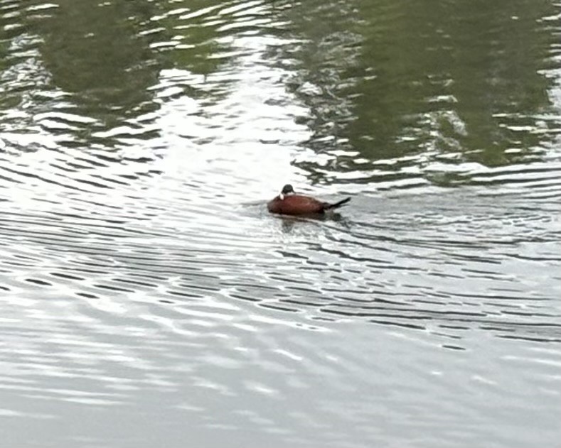 Andean Duck (andina) - ML645173561