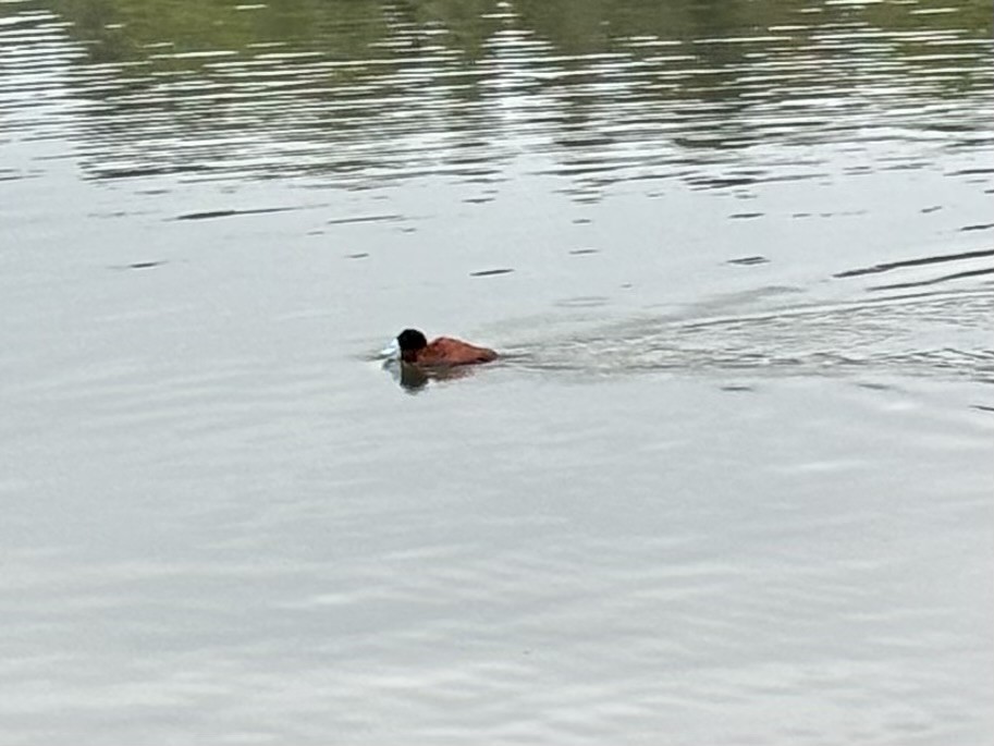 Andean Duck (andina) - ML645173562