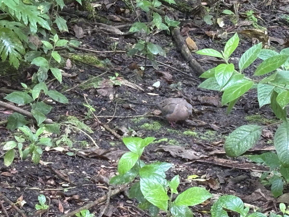 Eared Dove - ML645173580