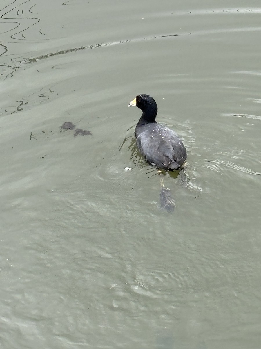 Лиска американська - ML645173606