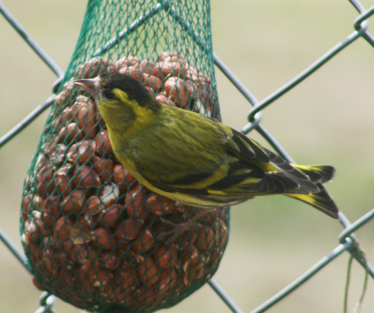 Эгэл ногоолзой - ML64517361