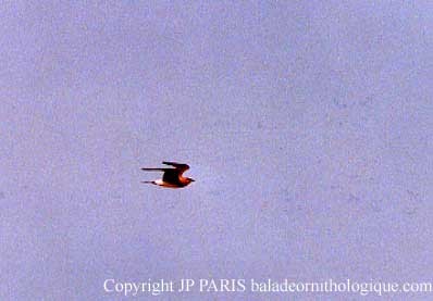 שדמית אדומת-כנף - ML645173621