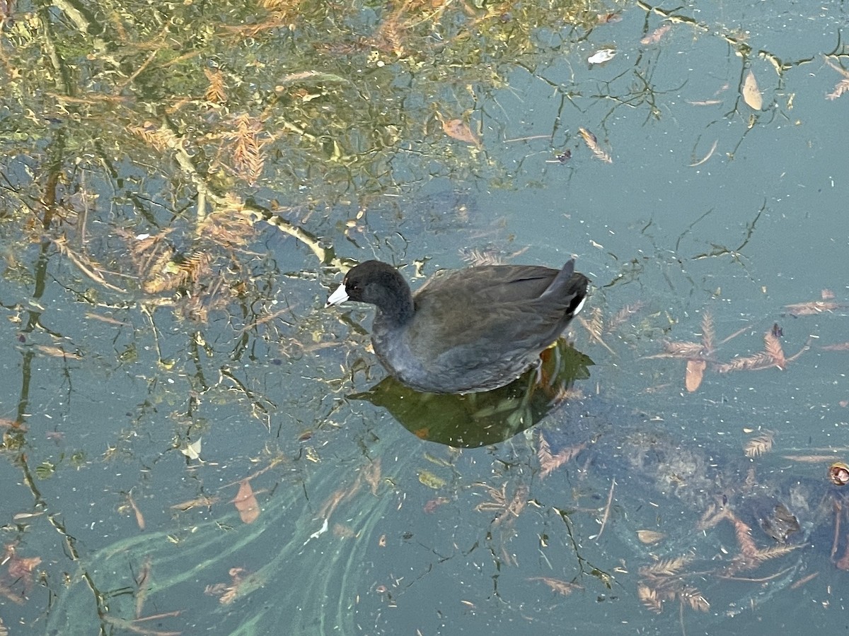 Лиска американська - ML645173624