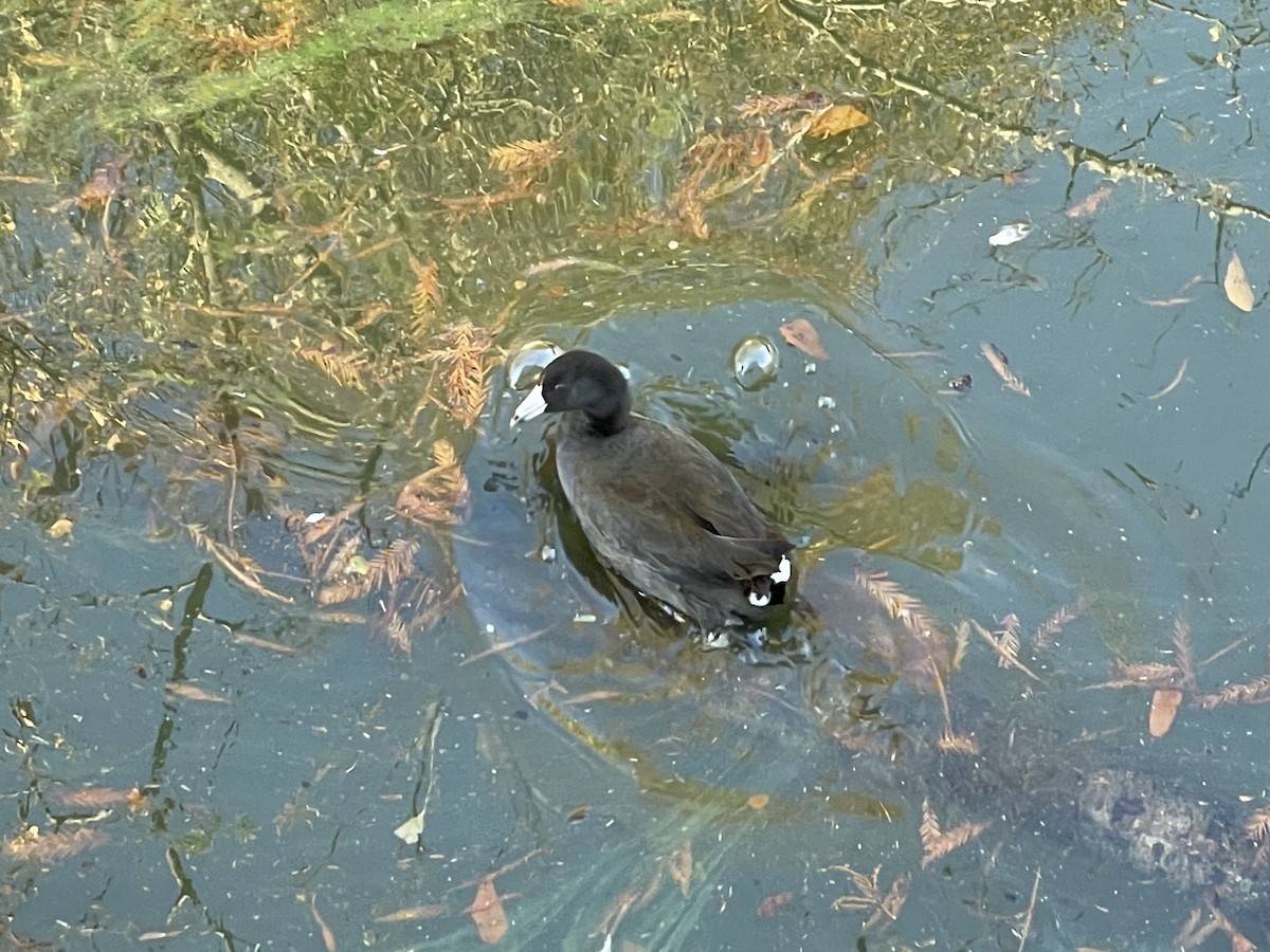 Лиска американська - ML645173625