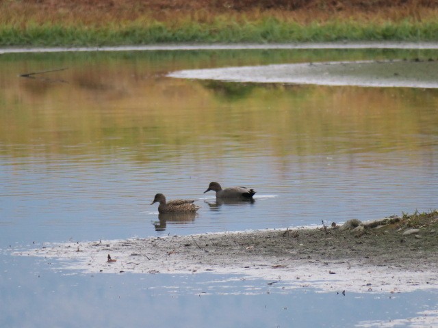 Ánade Friso - ML645173636