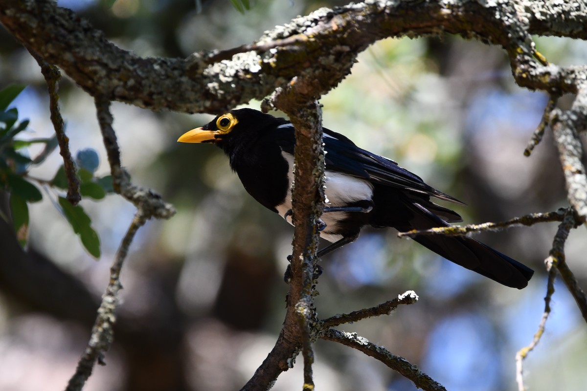 Желтоклювая сорока - ML645173643