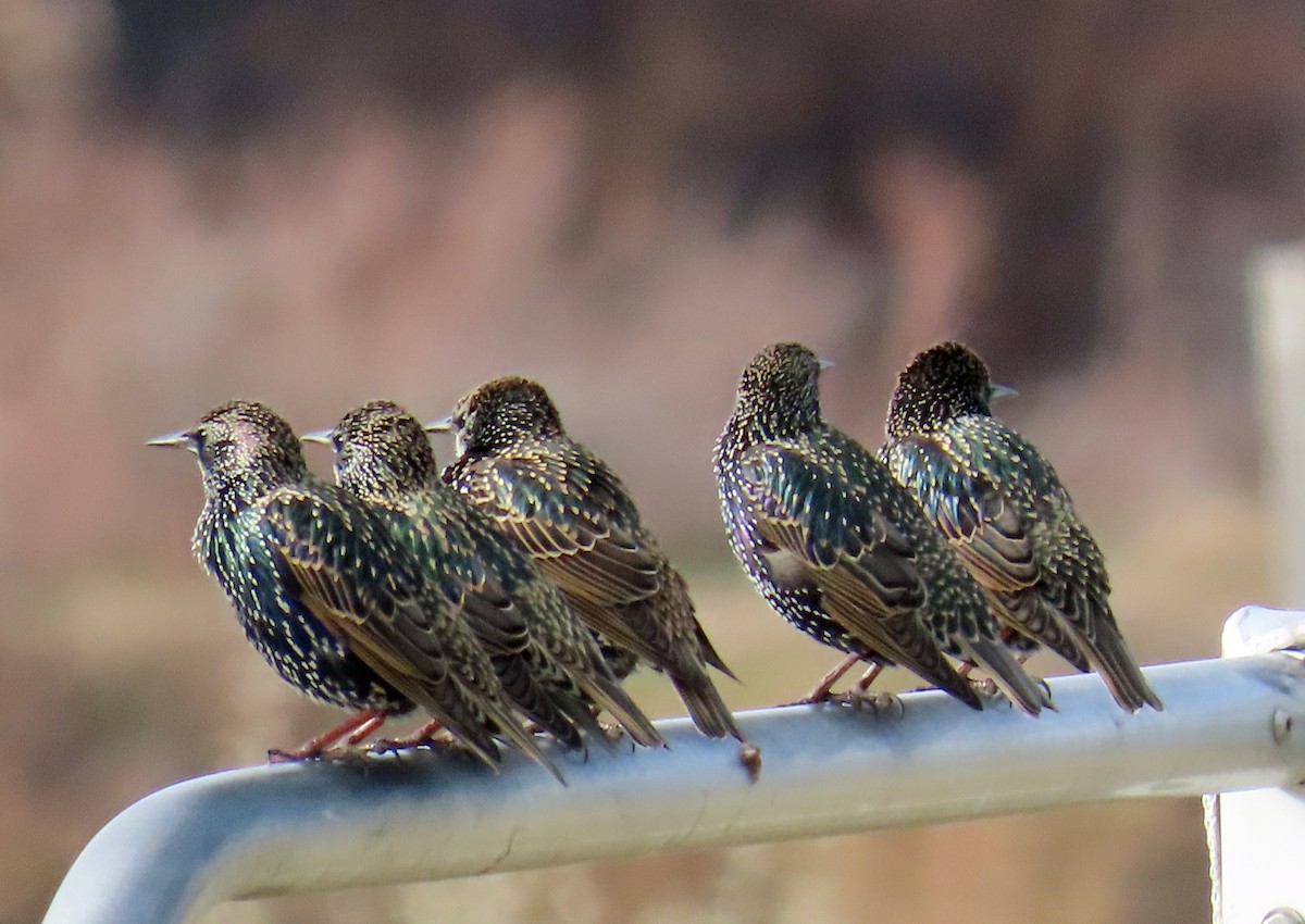 European Starling - ML645173650