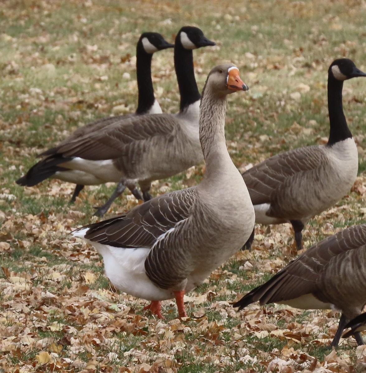 husa velká x labutí (hybrid) - ML645173665