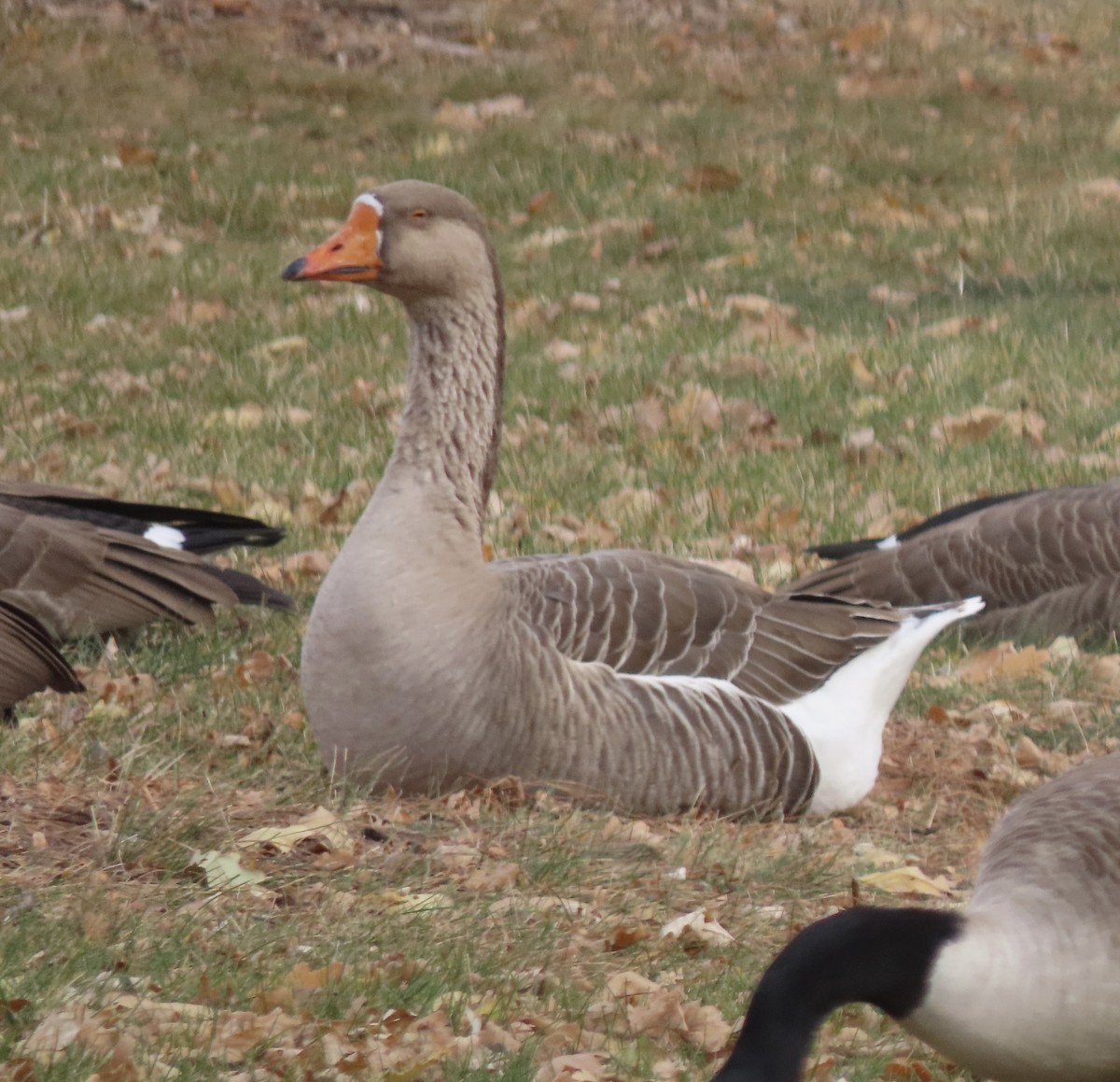 husa velká x labutí (hybrid) - ML645173668