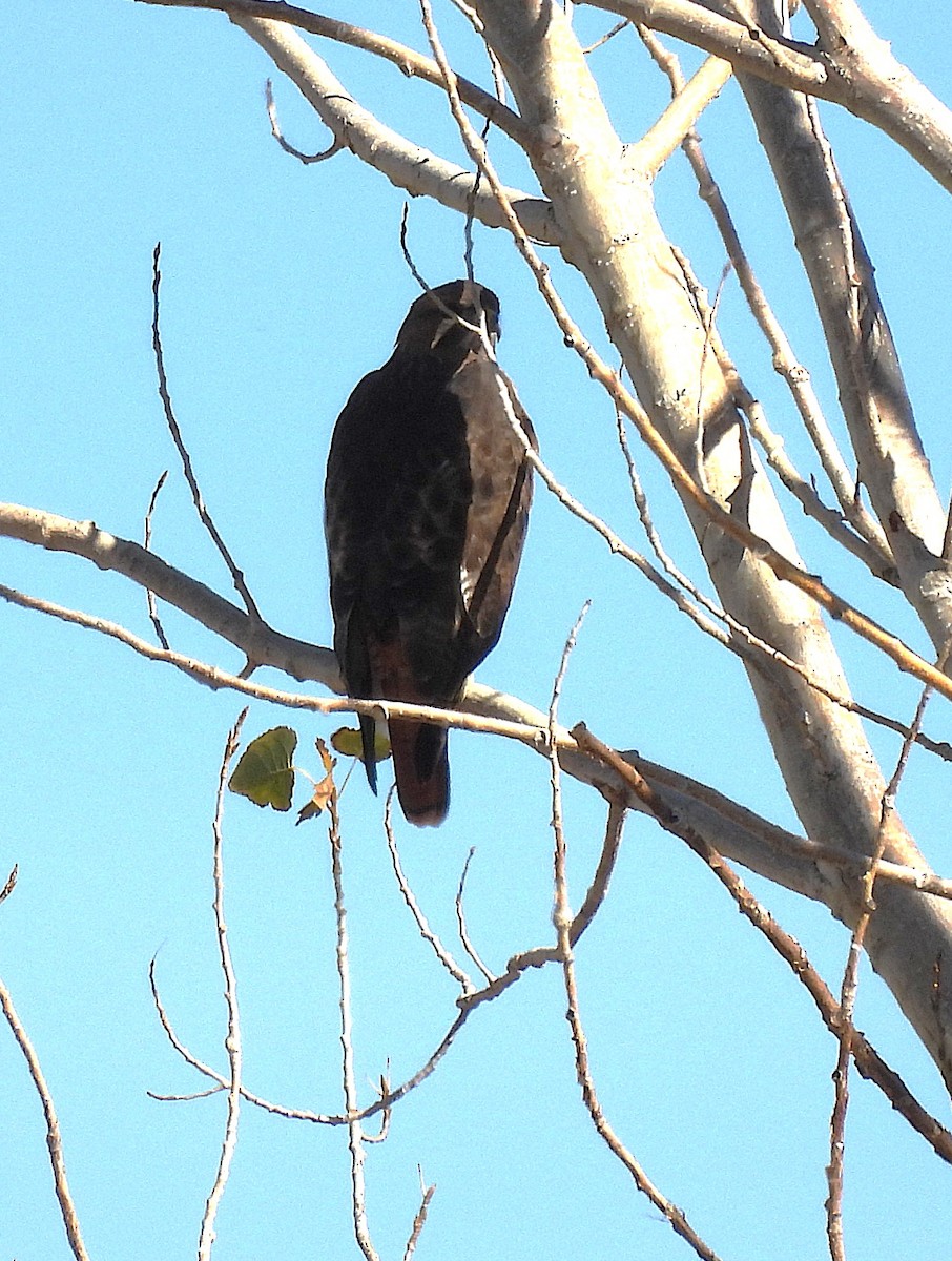 Red-tailed Hawk - ML645173671