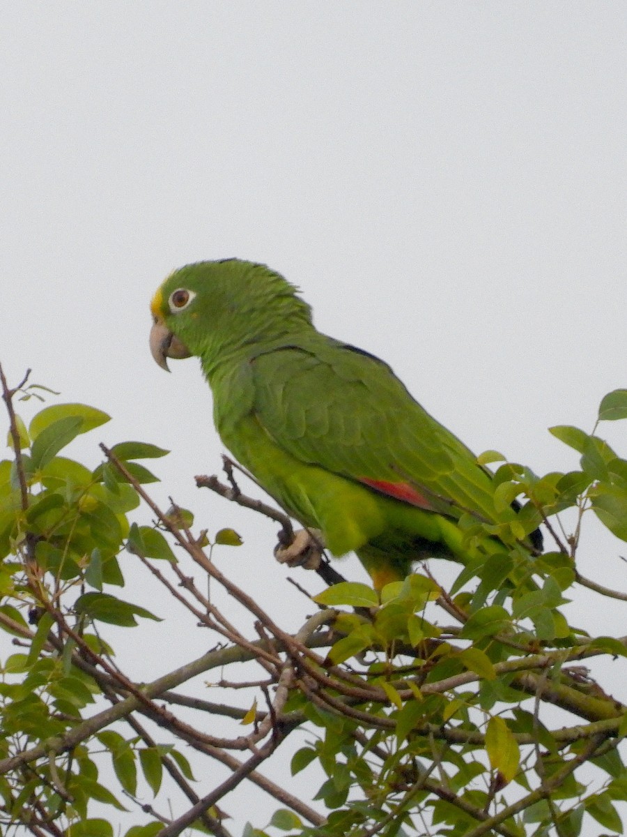 Yellow-crowned Amazon - ML645173684