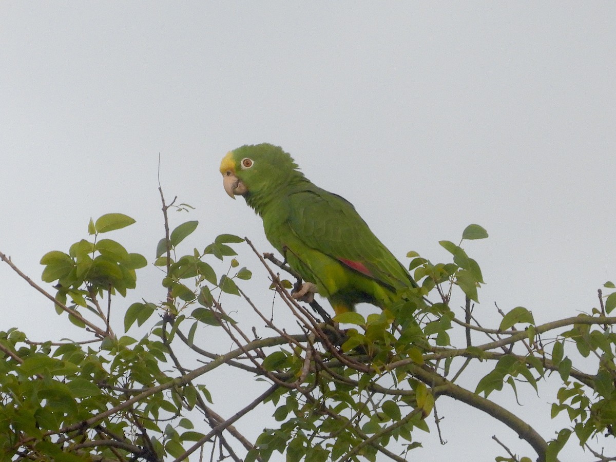 Yellow-crowned Amazon - ML645173685