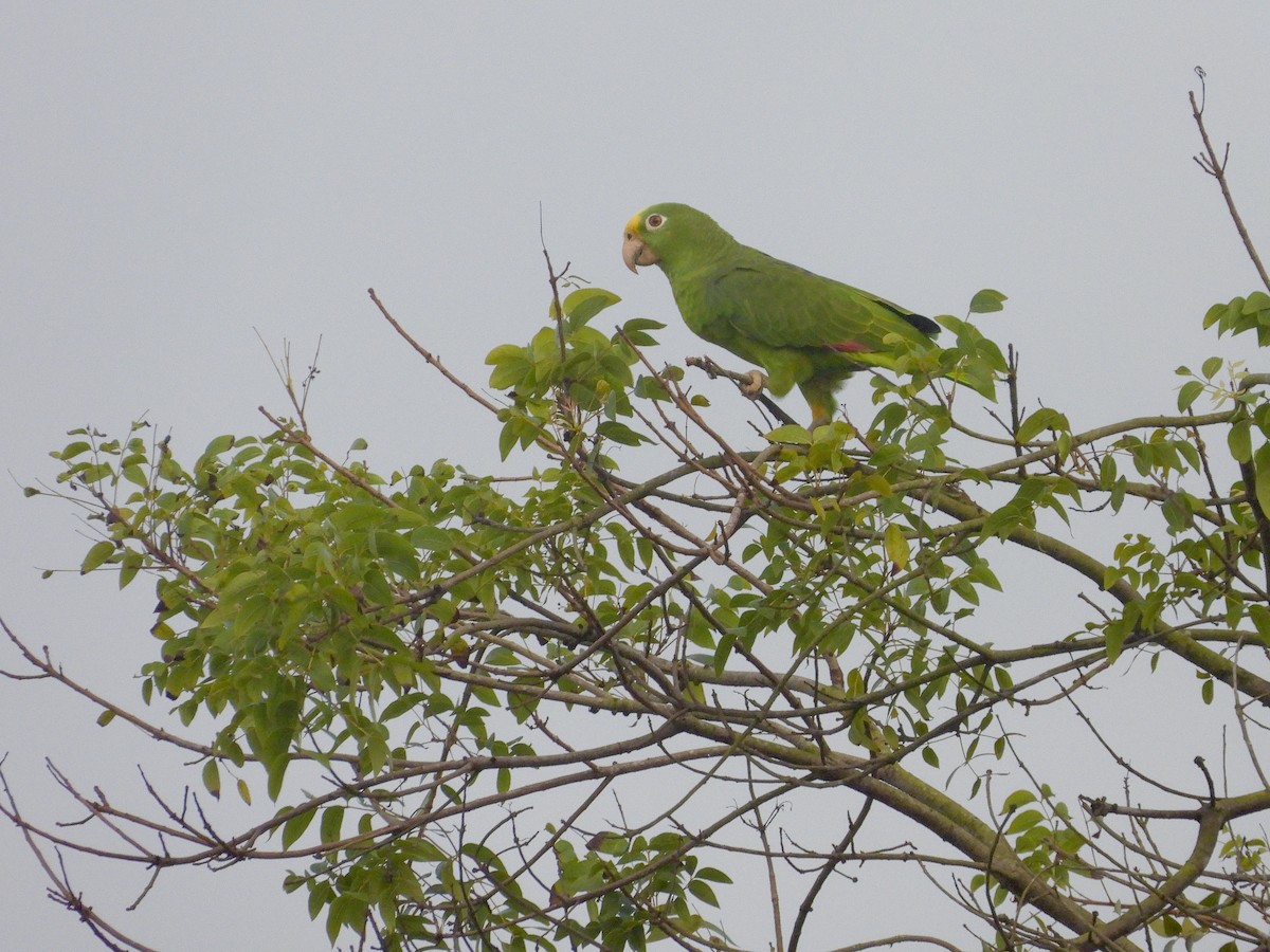 Yellow-crowned Amazon - ML645173686