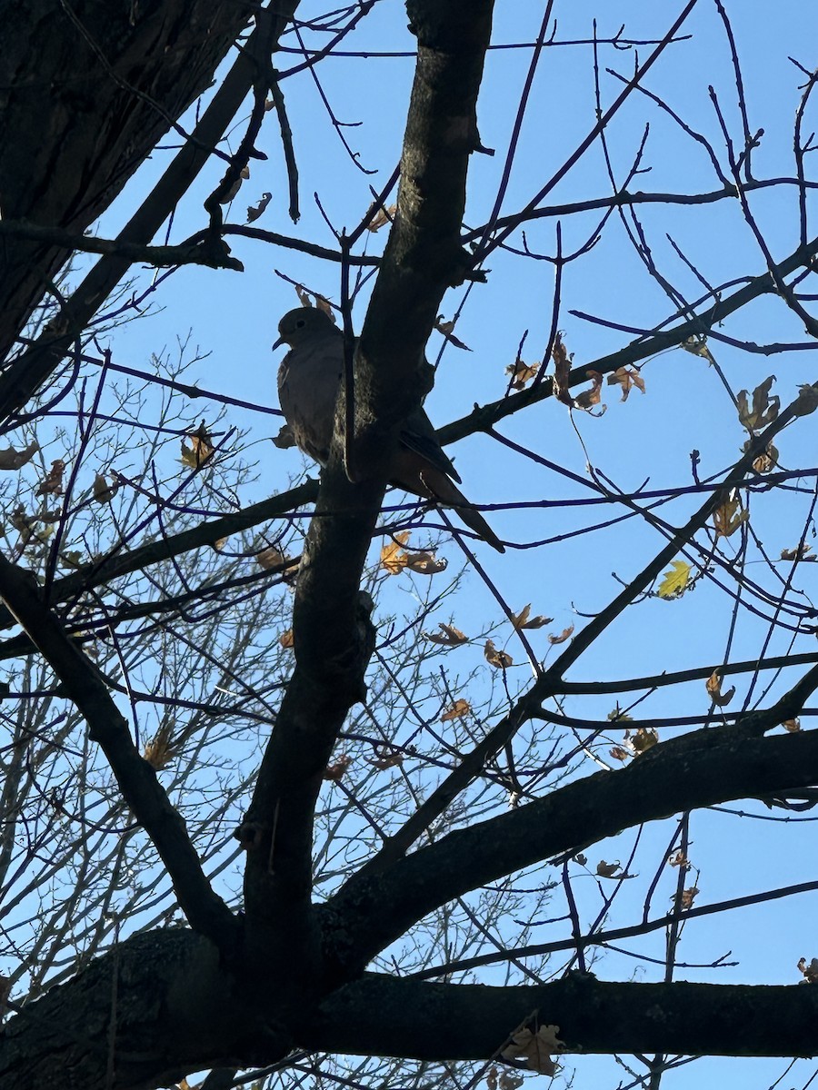 hrdlička karolínská - ML645173734