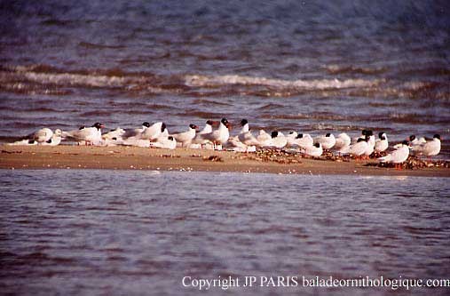 Mediterranean Gull - ML645173755