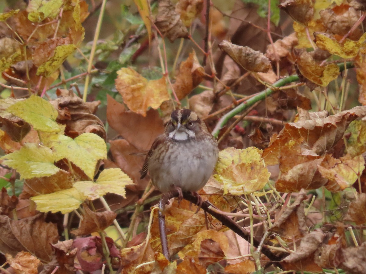 Белогорлая зонотрихия - ML645173768