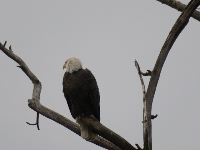 Белоголовый орлан - ML645173770