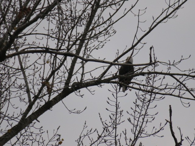 Белоголовый орлан - ML645173771